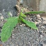 Picris echioides Blatt