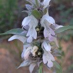 Monarda pectinata फूल