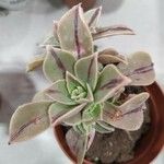 Aeonium leucoblepharum Folha