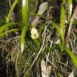 Maxillaria egertoniana Агульны выгляд