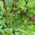 Circaea canadensis Fleur