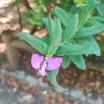 Polygala myrtifoliaFlower