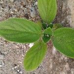 Richardia scabra Leaf