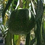 Cascabela thevetioides Fruit