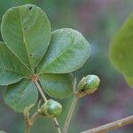 Vitex madiensis Folha