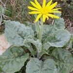 Senecio provincialis Habit