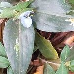 Commelina latifolia Blad