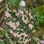 Hypoestes aristata Leaf