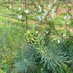 Euphorbia lucida Цветок