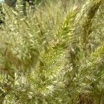 Trisetum paniceum 花