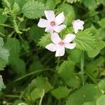 Oxalis articulataBloem