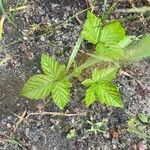 Rubus setosus Лист