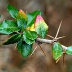 Berberis darwinii Blad