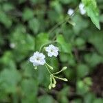 Commicarpus plumbagineus Blüte