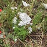 Achillea nobilis Hábito