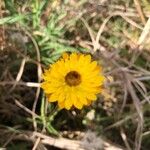 Xerochrysum bracteatumFlor