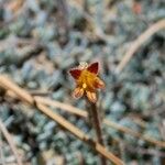 Orobanche fasciculata Hábito