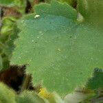 Asarina procumbens List