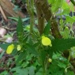 Calceolaria tripartita花