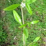 Oldenlandia corymbosa Λουλούδι