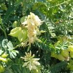 Astragalus miguelensis 花