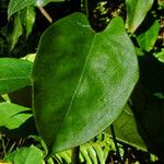 Cogniauxia podolaena Hostoa