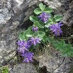 Paederota bonarota Blomma