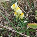 Linaria vulgarisLorea