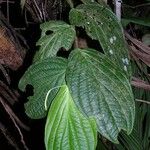 Piper arcteacuminatum Φύλλο