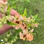 Sphaeralcea bonariensis Flower