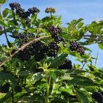 Sambucus ebulusFruit