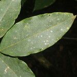 Dalbergia glomerata Frunză