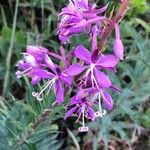 Epilobium angustifoliumЦветок