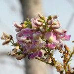 Gliricidia sepium Flower