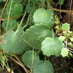 Saxifraga hirsuta Hoja
