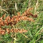 Rumex hydrolapathumFlower