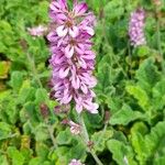 Francoa appendiculata Λουλούδι