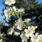 Prunus cerasus Fleur