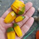 Pandanus utilis Fruchs