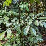 Leea guineensis Leaf