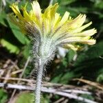 Pilosella officinarum Blomst