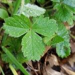 Potentilla sterilis ഇല