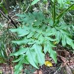 Daucus decipiens Lapas