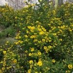 Coronilla valentina Хабит