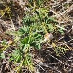 Vachellia drepanolobium Fulla