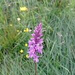 Dactylorhiza elata 花