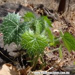 Cnidoscolus angustidens Hábito