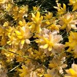 Genista umbellataFlower