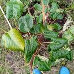 Pyrus cordata Folha