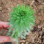 Myriophyllum aquaticumHostoa